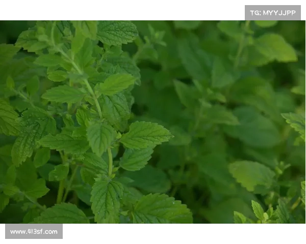 蓝胆:探索这种神秘植物的药用价值与生态环境适应性 蓝胆:探索这种神秘植物的药用价值与生态环境适应性